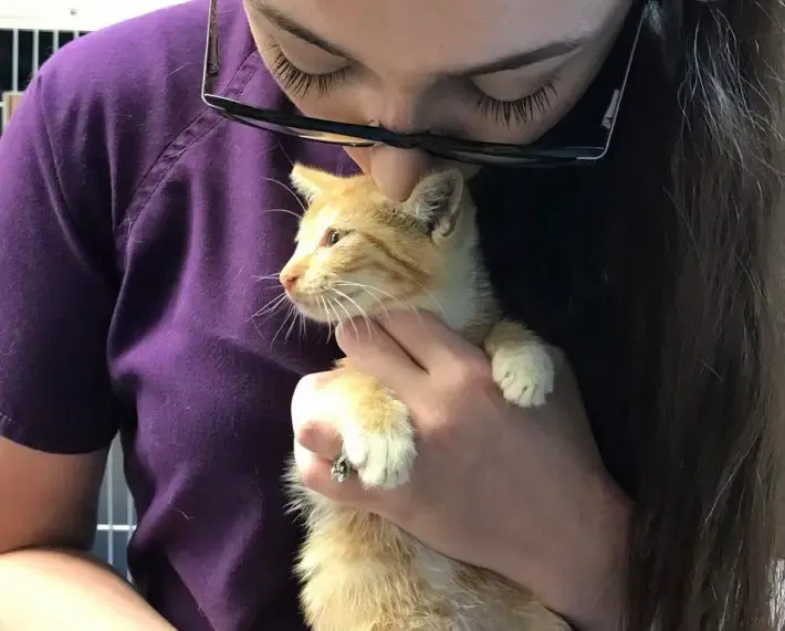 rescued kitten