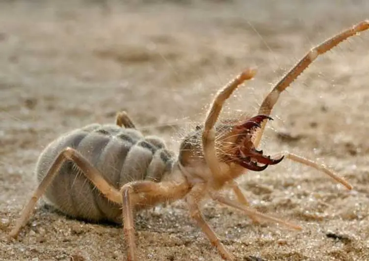 wind scorpion