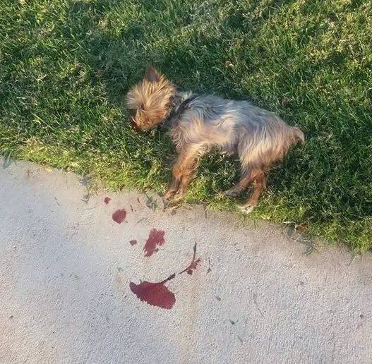 Neighbor killed dog