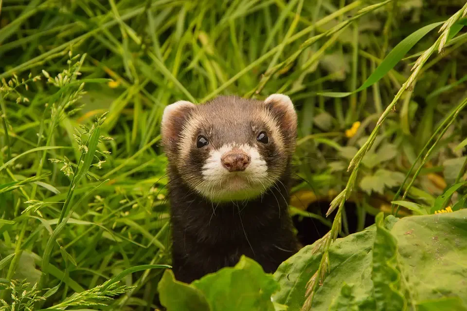 ferret think he's dog