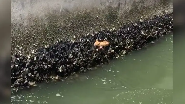 family spots tiny creature