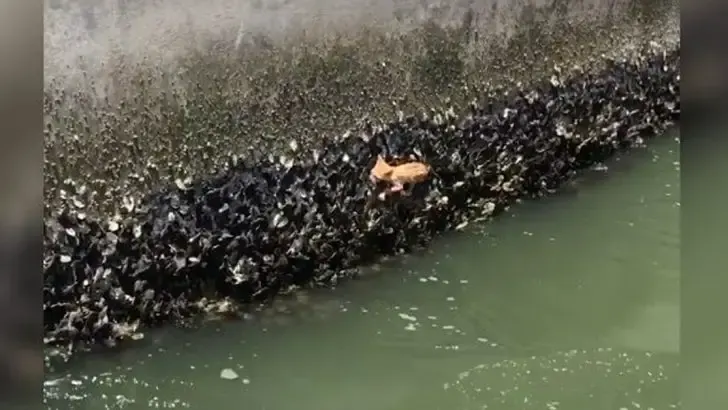 family spots tiny creature