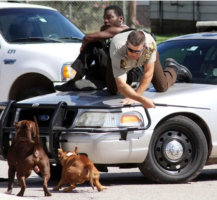 pit bulls attack man and cop