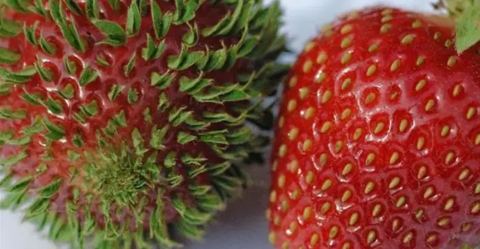 weird-vegetables-fruits-sprouting