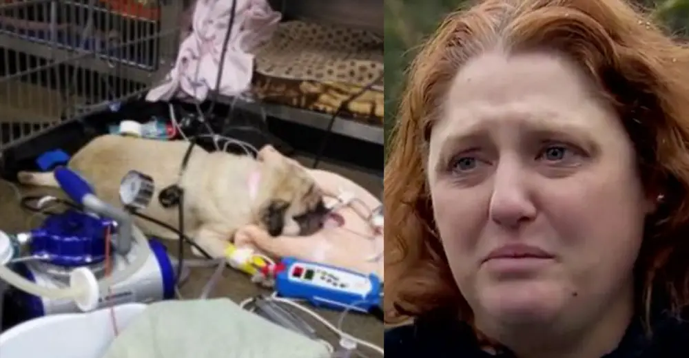 Dog Dies After Owner Fed It Popular Dog Food. FDA Finds Euthanasia Drug