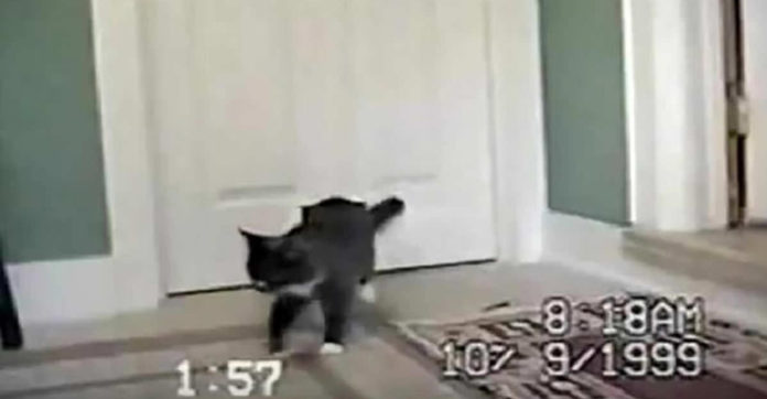 cat-bringing-special-friend