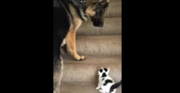 dog-helps-kitten
