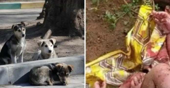 dogs-crying-around-blanket