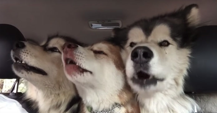 dogs-song-harmonize-hilarious