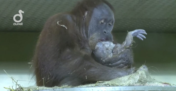 orangutan-shows-her-baby