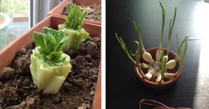 5-vegetables-regrowing-forever