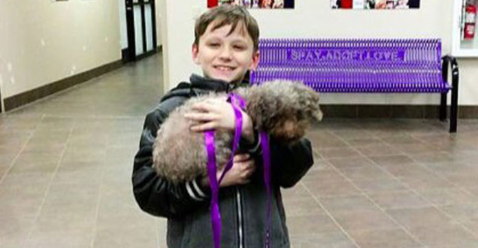 boy-adopts-senior-dog
