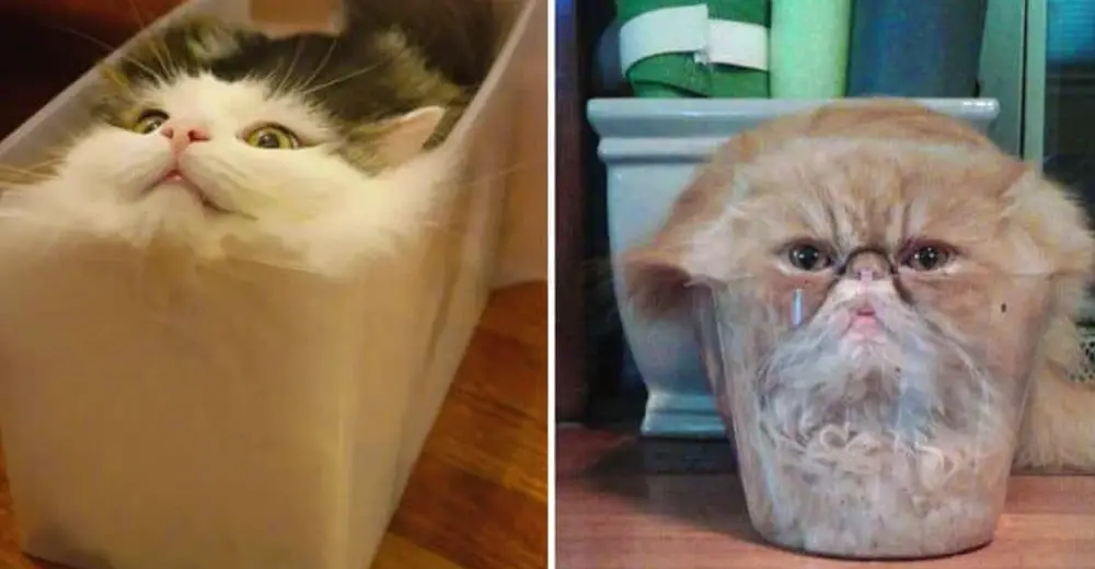 These 12 Funny Pics That Prove That Cats Are Actually Made Of Liquid