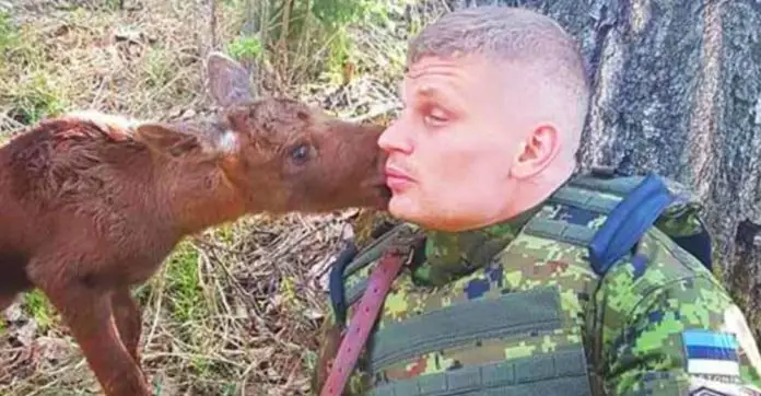 baby-moose-approaches-soldier