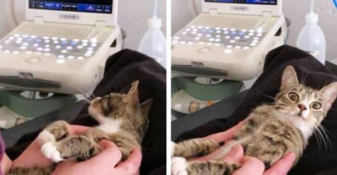 cat-finds-out-babies
