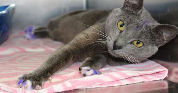 cat-with-purple-paws