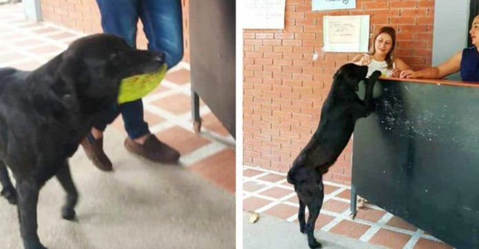 dog-brings-leaf-to-store