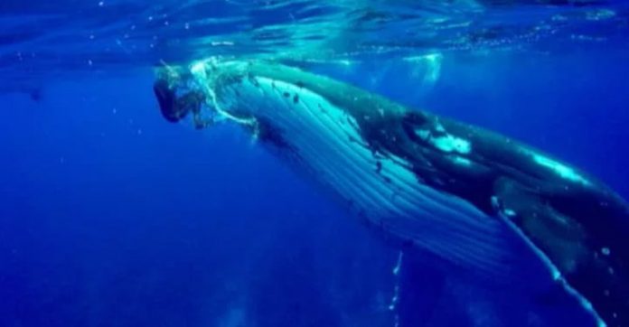 whale-swims-up-to-diver