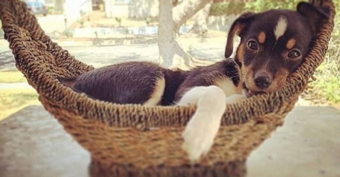 woman-adopted-puppy-no-one-wanted