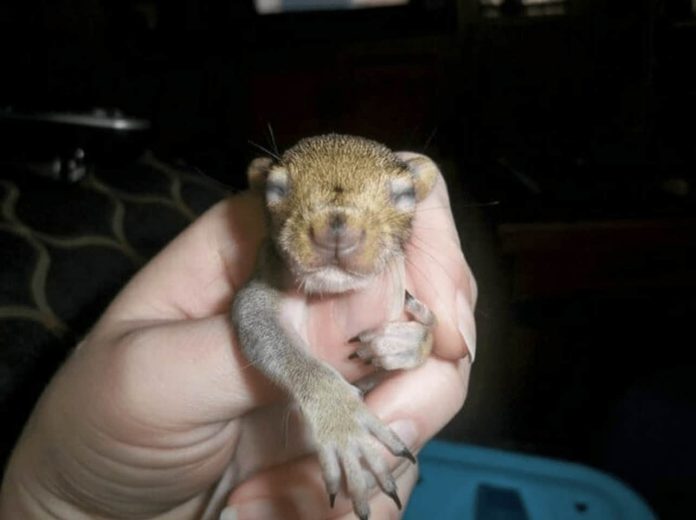 This Squirrel Keeps Coming Back To Visit The Family That Saved Her 8