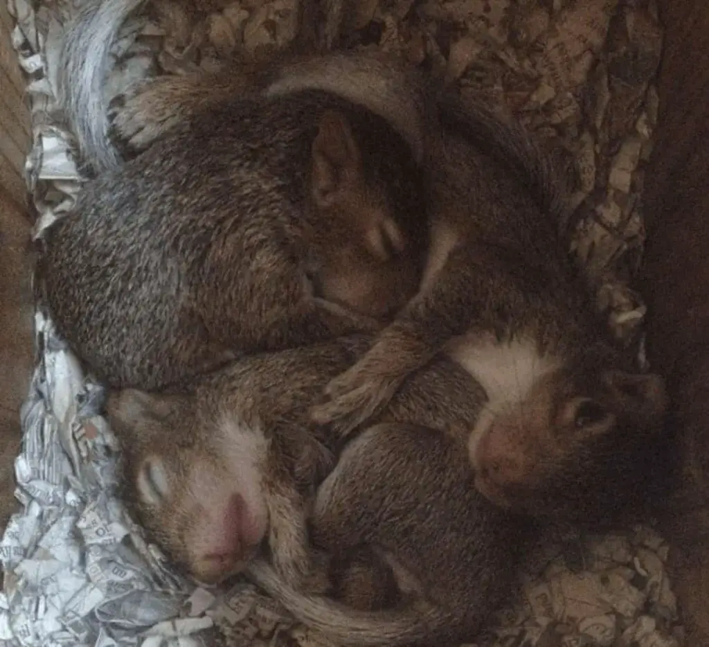 This Squirrel Keeps Coming Back To Visit The Family That Saved Her 8