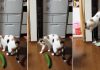 why are cats scared of cucumbers