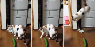 why are cats scared of cucumbers