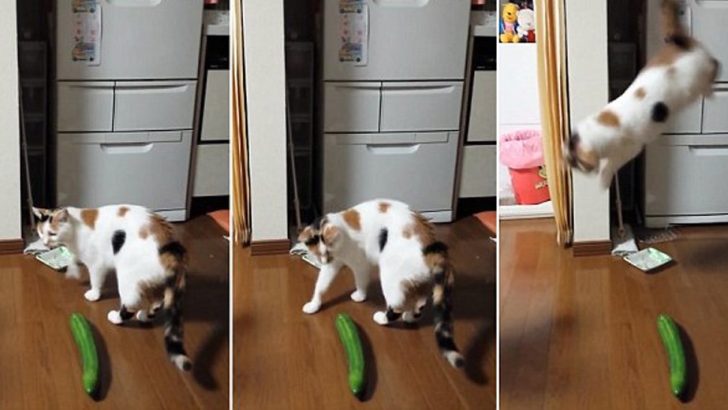 why are cats scared of cucumbers