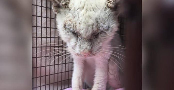 blind-stray-cat-opens-eyes