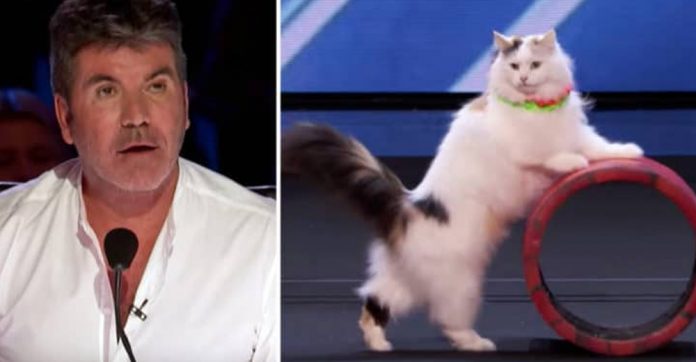 cats-perform-hilarious-routine