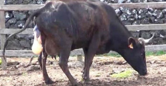 cow-birth-surprise-quadruplets