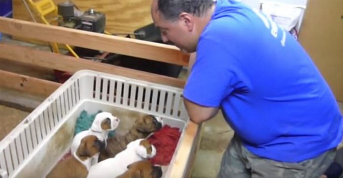dad-begins-singing-to-puppies