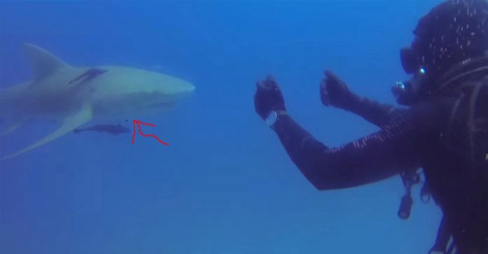 diver-doesnt-understand-shark