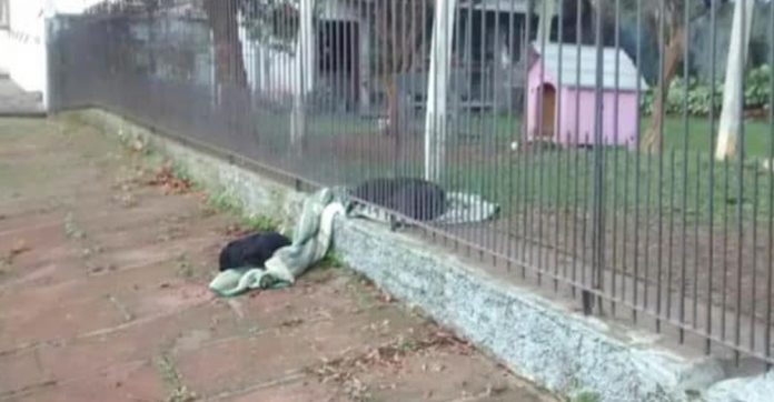 dogs-share-blanket