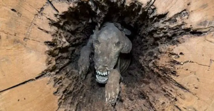 huge-oak-tree-creature