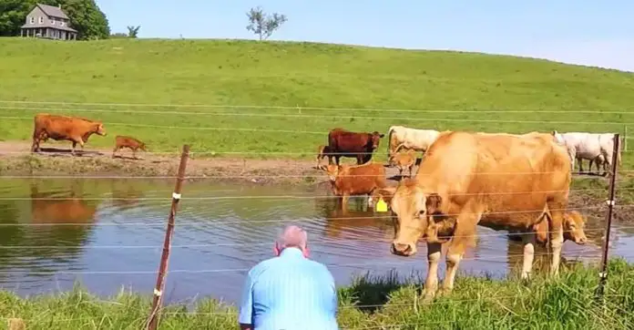 man-films-herd-of-cows