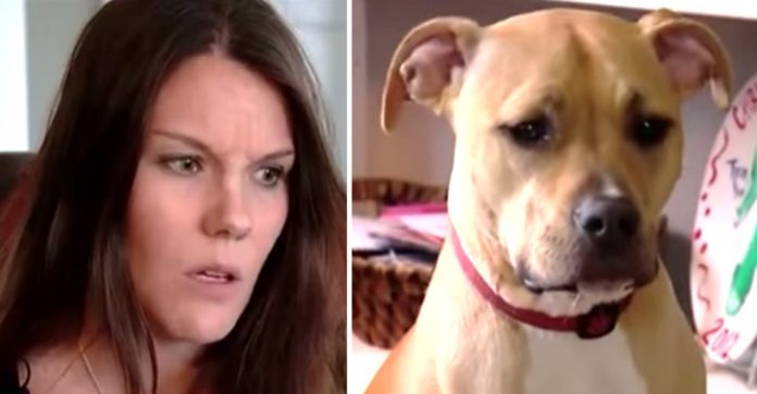 odd-grumble-from-pit-bull