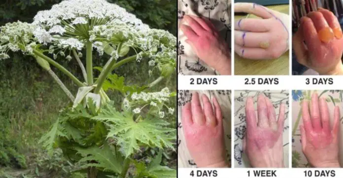 officials-warn-of-dangerous-plant