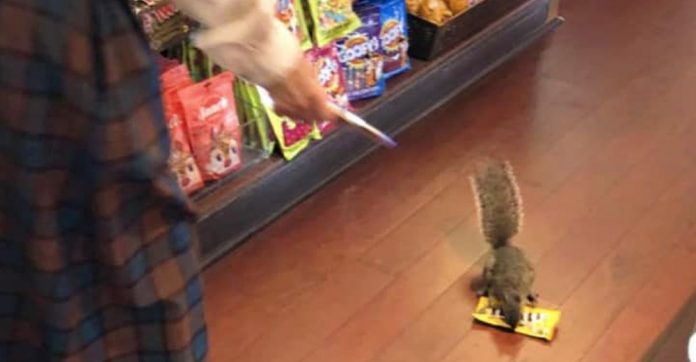 squirrel-stealing-peanut-mms