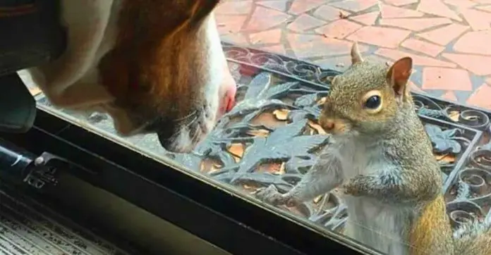 squirrel-taps-window-every-day