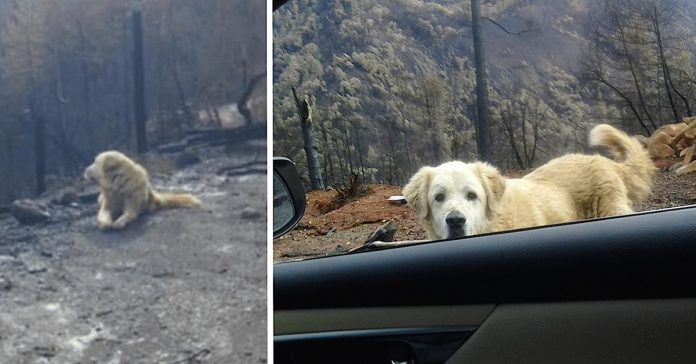 dog-waits-weeks-fire dog waits weeks fire