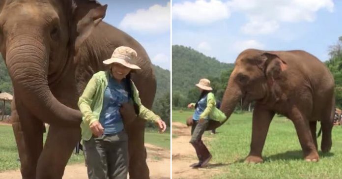 elephant-lullaby elephant lullaby
