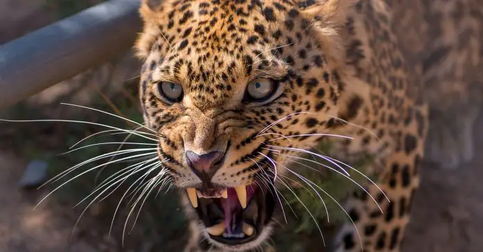 leopard-decapitates-3-year-old leopard decapitates 3 year old