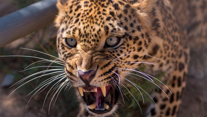 leopard decapitates 3 year old