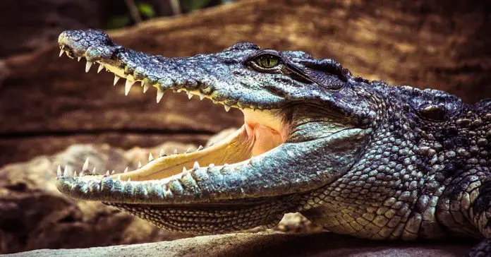 giant crocodile eats scientist alive