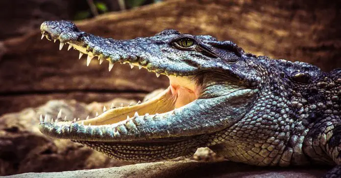 Giant-Crocodile giant crocodile eats scientist alive