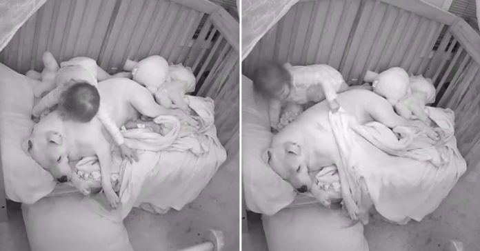 baby-shows-gratitude-to-pit-bull baby shows gratitude to pit bull