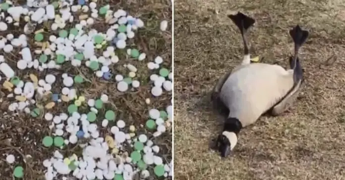 birds-ingesting-dumped-prescription-pills birds ingesting dumped prescription pills
