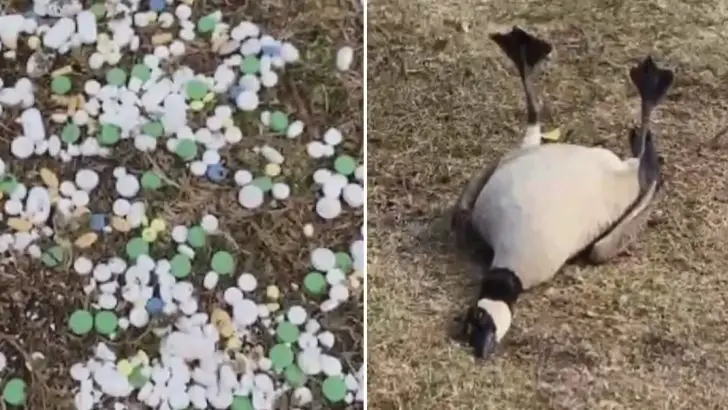 birds ingesting dumped prescription pills