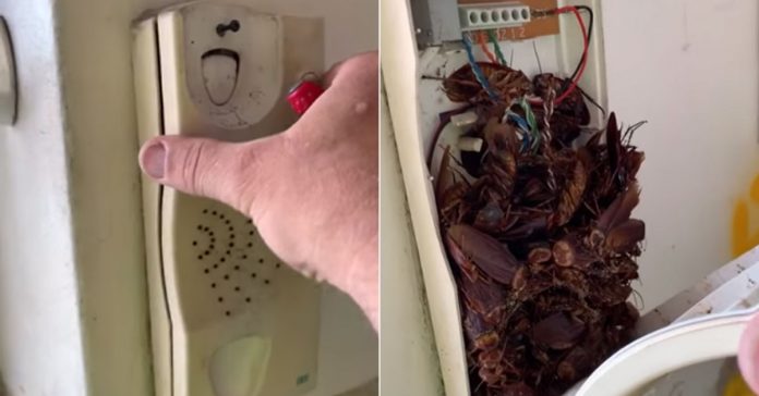 cockroaches-hiding-in-landline-phone cockroaches-hiding-in-landline-phone